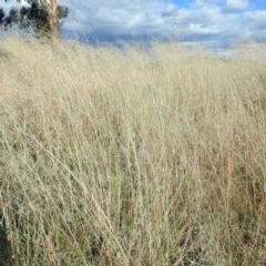 Eragrostis curvula at Chisholm, ACT - 4 May 2019 02:29 PM