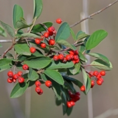 Cotoneaster glaucophyllus (Cotoneaster) at Chisholm, ACT - 4 May 2019 by RodDeb