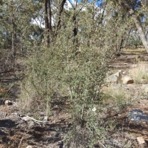 Cotoneaster glaucophyllus at Chisholm, ACT - 4 May 2019