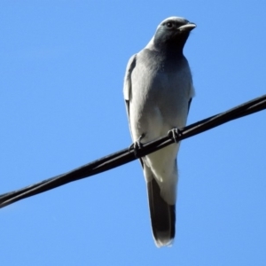 Coracina novaehollandiae at Chisholm, ACT - 4 May 2019