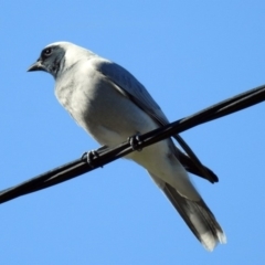 Coracina novaehollandiae at Chisholm, ACT - 4 May 2019