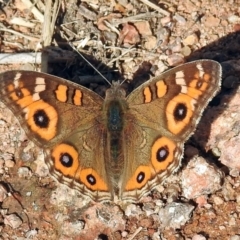 Junonia villida (Meadow Argus) at Chisholm, ACT - 4 May 2019 by RodDeb