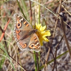 Junonia villida at Chisholm, ACT - 4 May 2019