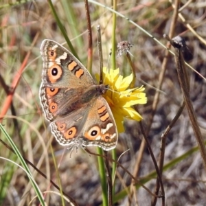 Junonia villida at Chisholm, ACT - 4 May 2019