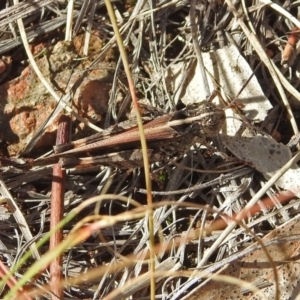 Heteropternis obscurella at Chisholm, ACT - 4 May 2019