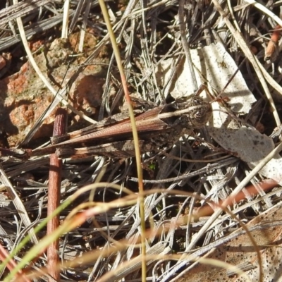 Heteropternis obscurella (A grasshopper) at Chisholm, ACT - 4 May 2019 by RodDeb