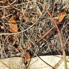 Heteropternis obscurella at Chisholm, ACT - 4 May 2019