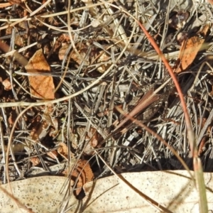 Heteropternis obscurella at Chisholm, ACT - 4 May 2019