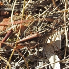 Heteropternis obscurella at Chisholm, ACT - 4 May 2019