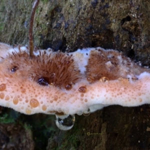 Ryvardenia campyla at Box Cutting Rainforest Walk - 28 Apr 2019