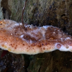 Ryvardenia campyla at Box Cutting Rainforest Walk - 28 Apr 2019 01:56 PM