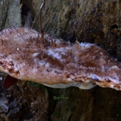 Ryvardenia campyla at Box Cutting Rainforest Walk - 28 Apr 2019 01:56 PM