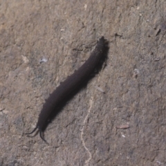 Onychophora sp. (phylum) at Cotter River, ACT - 4 May 2019