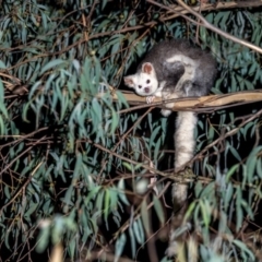 Petauroides volans (Greater Glider) at Uriarra Village, ACT - 20 Apr 2019 by TyrieStarrs