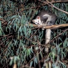 Petauroides volans (Southern Greater Glider) at Uriarra Village, ACT - 20 Apr 2019 by TyrieStarrs