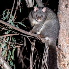 Trichosurus cunninghami (Mountain Brushtail Possum, Southern Bobuck) at Lower Cotter Catchment - 20 Apr 2019 by TyrieStarrs