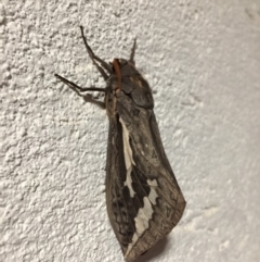 Abantiades atripalpis (Bardee grub/moth, Rain Moth) at Hackett, ACT - 2 May 2019 by Machew