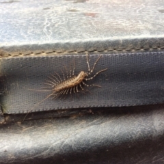 Scutigeridae (family) (A scutigerid centipede) at Wallagoot, NSW - 5 May 2019 by tnsm