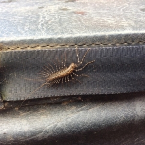 Scutigeridae (family) at Wallagoot, NSW - 5 May 2019 10:00 AM