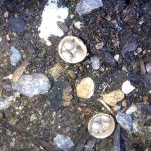 Cyathus olla at Fadden, ACT - 5 May 2019