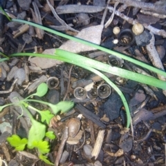 Cyathus olla at Fadden, ACT - 5 May 2019