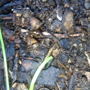 Cyathus olla at Fadden, ACT - 5 May 2019