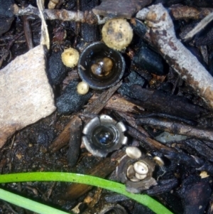 Cyathus olla at Fadden, ACT - 5 May 2019