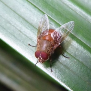 Calliphora ochracea at Acton, ACT - 4 May 2019