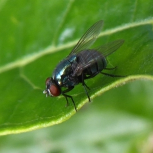 Chrysomya sp. (genus) at Acton, ACT - 4 May 2019 01:47 PM