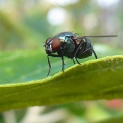 Chrysomya sp. (genus) at Acton, ACT - 4 May 2019 01:47 PM