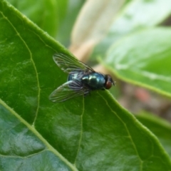 Chrysomya sp. (genus) at Acton, ACT - 4 May 2019 01:47 PM