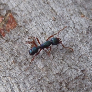 Rhytidoponera aspera at Acton, ACT - 4 May 2019 12:13 PM