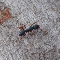 Rhytidoponera aspera (Greenhead ant) at Acton, ACT - 4 May 2019 by Christine