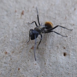 Polyrhachis ammon at Acton, ACT - 4 May 2019 12:19 PM