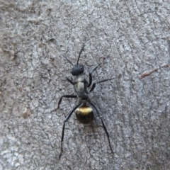 Polyrhachis ammon at Acton, ACT - 4 May 2019 12:19 PM