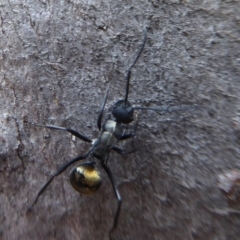 Polyrhachis ammon at Acton, ACT - 4 May 2019 12:19 PM