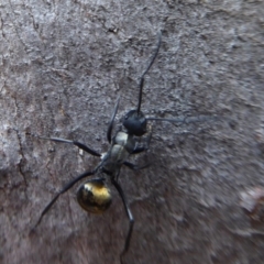 Polyrhachis ammon at Acton, ACT - 4 May 2019