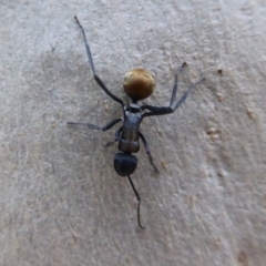Polyrhachis ammon at Acton, ACT - 4 May 2019 12:19 PM