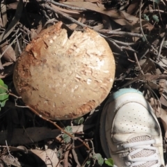 Amanita ochrophylla group at Acton, ACT - 4 May 2019 12:48 PM