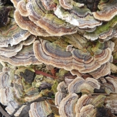 Trametes versicolor (Turkey Tail) at ANBG - 4 May 2019 by Christine