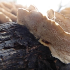 Trametes versicolor at Acton, ACT - 4 May 2019 01:25 PM