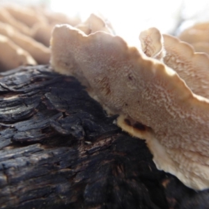 Trametes versicolor at Acton, ACT - 4 May 2019 01:25 PM