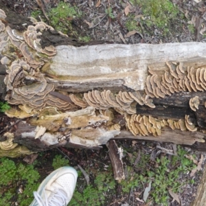 Trametes versicolor at Acton, ACT - 4 May 2019 01:25 PM