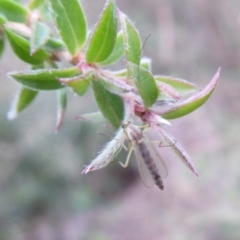 Chironomidae (family) (Non-biting Midge) at ANBG - 4 May 2019 by Christine