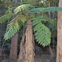 Cyathea australis (Rough tree fern) at Morton, NSW - 4 Jul 2018 by plants
