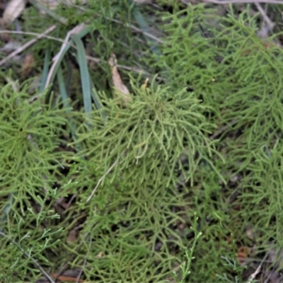 Lycopodium deuterodensum (Bushy Club Moss) at Morton, NSW - 4 Jul 2018 by plants