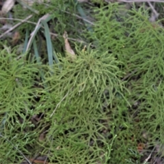 Lycopodium deuterodensum (Bushy Club Moss) at Morton, NSW - 4 Jul 2018 by plants