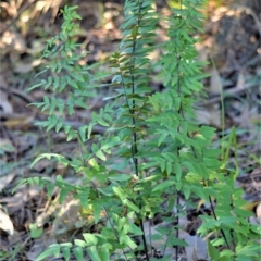 Pellaea viridis (Green Cliff Brake) at Morton, NSW - 4 Jul 2018 by plants