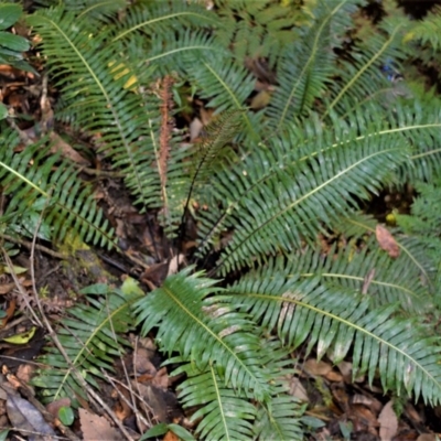 Blechnum nudum (Fishbone Water Fern) at Murramarang National Park - 4 Jul 2018 by plants