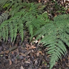Calochlaena dubia (Rainbow Fern) at Cockwhy, NSW - 5 Jul 2018 by plants